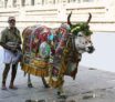 L'hindouisme : Les vaches